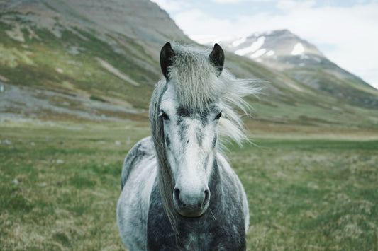 Icelandic Horses - Blog Article